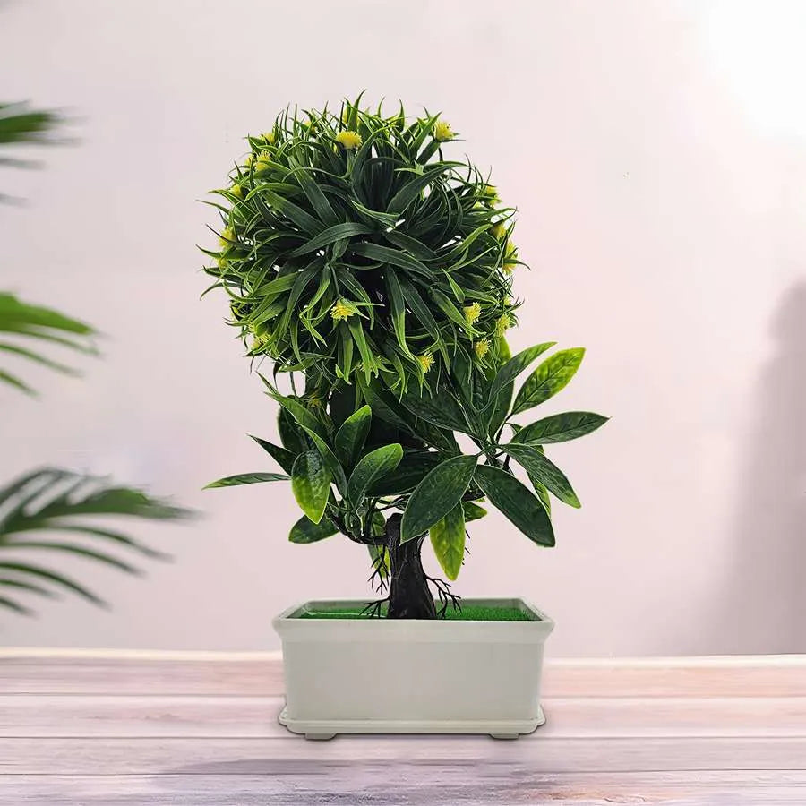 Small Bonsai Tree